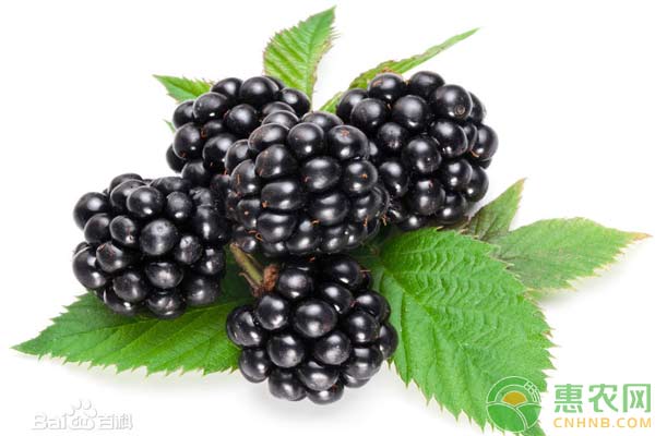 黑莓栽培技术要点-图片版权归惠农网所有