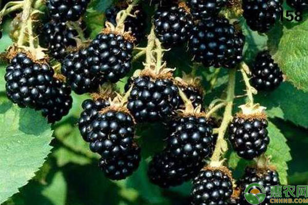 黑莓种植时间及方法-图片版权归惠农网所有