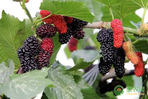 黑莓种植时间及方法-图片版权归惠农网所有
