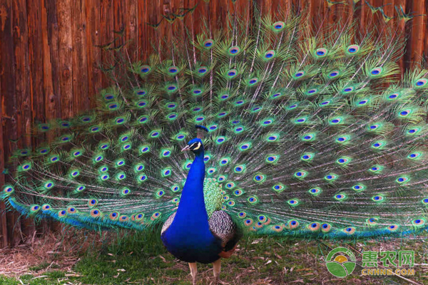 孔雀如何养殖？孔雀养殖养殖方法及全年管理-图片版权归惠农网所有