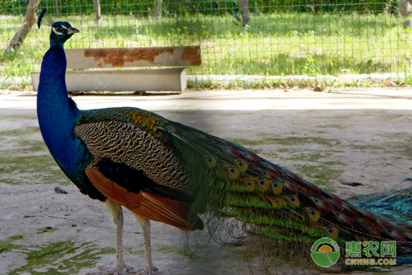 孔雀如何养殖？孔雀养殖养殖方法及全年管理-图片版权归惠农网所有