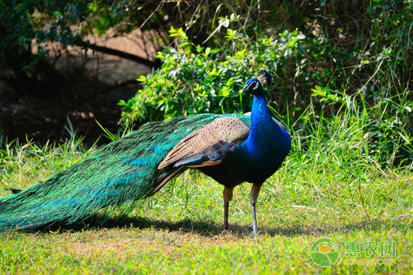 孔雀如何养殖？孔雀养殖养殖方法及全年管理-图片版权归惠农网所有