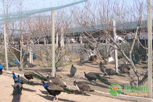 蓝孔雀养殖需要哪些设备？孔雀怎么养殖？-图片版权归惠农网所有