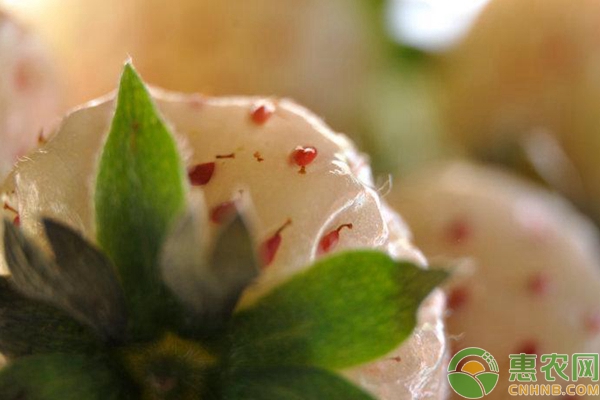 盆栽菠萝莓如何种植？盆栽菠萝莓高产种植要点讲解-图片版权归惠农网所有