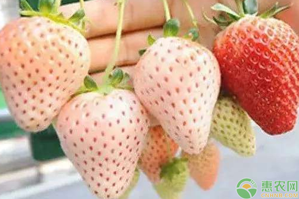 菠萝莓怎么盆栽? 菠萝莓怎么盆栽?盆栽菠萝莓高产种植管理技巧-图片版权归惠农网所有