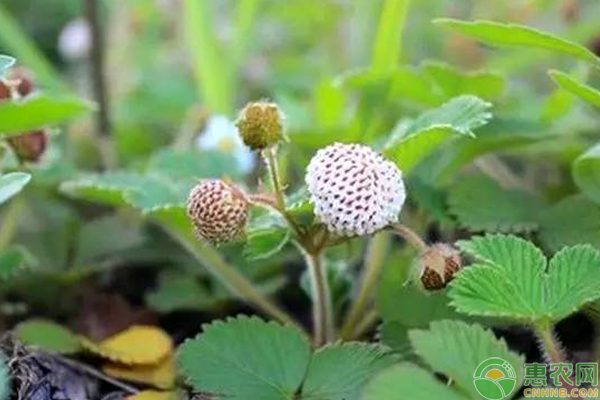 盆栽菠萝莓高产种植管理技巧 菠萝莓怎么盆栽?盆栽菠萝莓高产种植管理技巧-图片版权归惠农网所有