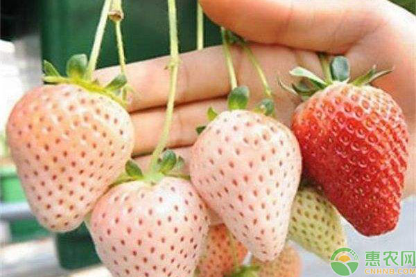 家庭盆栽菠萝莓高产种植方法-图片版权归惠农网所有