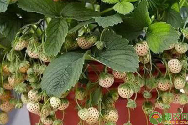 家庭盆栽菠萝莓高产种植方法-图片版权归惠农网所有