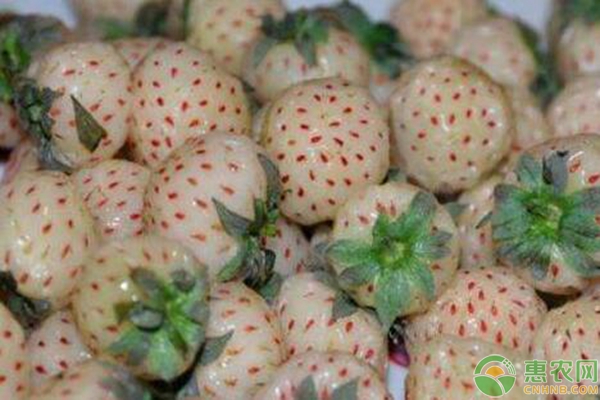 菠萝莓的种植技术要点 形似草莓味似菠萝的菠萝莓怎么种?-图片版权归惠农网所有