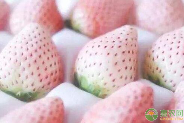 菠萝莓的种植技术要点 形似草莓味似菠萝的菠萝莓怎么种?-图片版权归惠农网所有