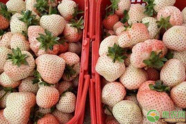 菠萝莓的种植技术要点 形似草莓味似菠萝的菠萝莓怎么种?-图片版权归惠农网所有