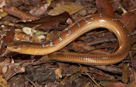 脆蛇的人工养殖技术要点-图片版权归惠农网所有