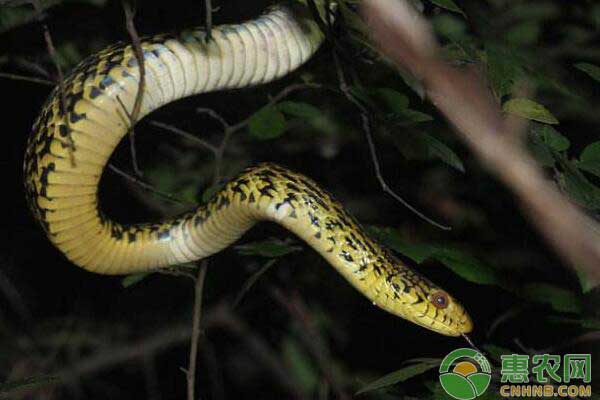 王锦蛇室内蛇池养殖技术-图片版权归惠农网所有