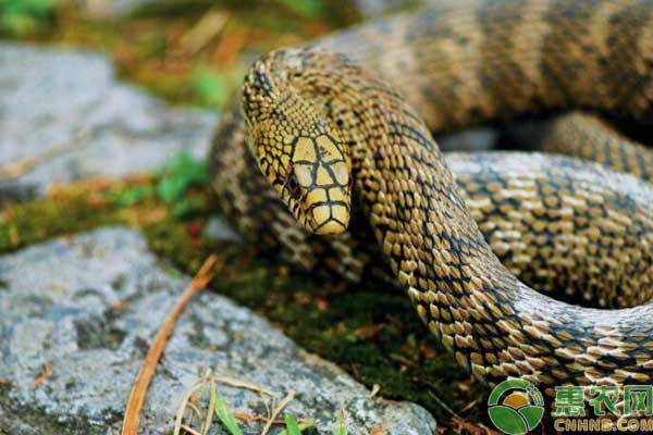 王锦蛇室内蛇池养殖技术-图片版权归惠农网所有