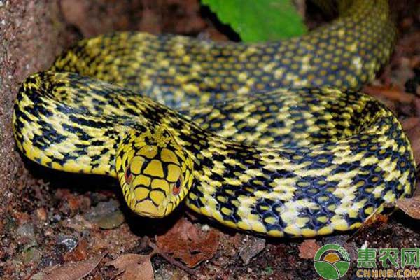 王锦蛇室内蛇池养殖技术-图片版权归惠农网所有