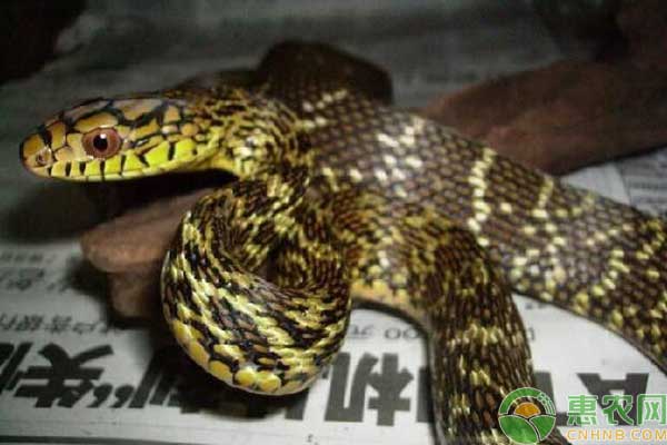 王锦蛇室内蛇池养殖技术-图片版权归惠农网所有