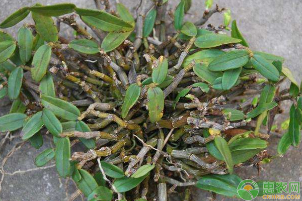 石斛怎么种植?-图片版权归惠农网所有