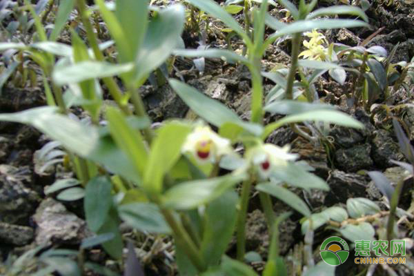 石斛怎么种植?-图片版权归惠农网所有