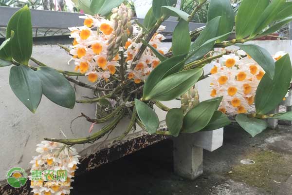 石斛怎么种植?-图片版权归惠农网所有