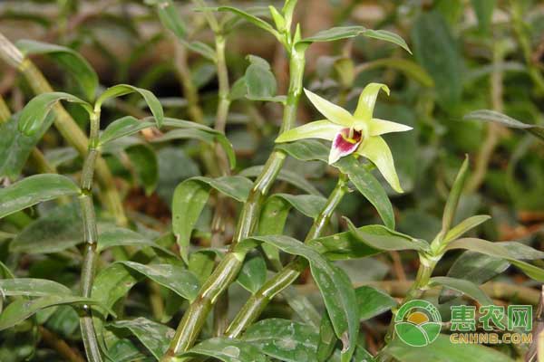 名贵药材铁皮石斛怎么种？铁皮石斛种植效益怎么样？-图片版权归惠农网所有