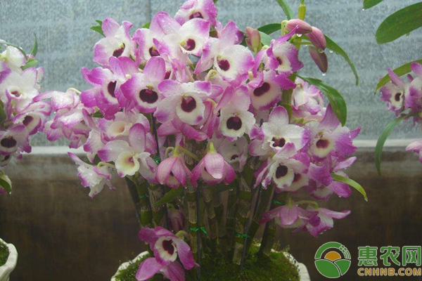 春石斛盆景 春石斛盆景怎么种植?春石斛盆景规模化种植技术-图片版权归惠农网所有