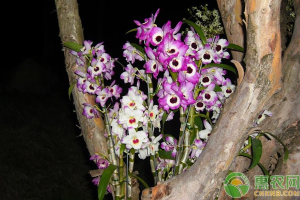 春石斛盆景规模化种植 春石斛盆景怎么种植?春石斛盆景规模化种植技术-图片版权归惠农网所有