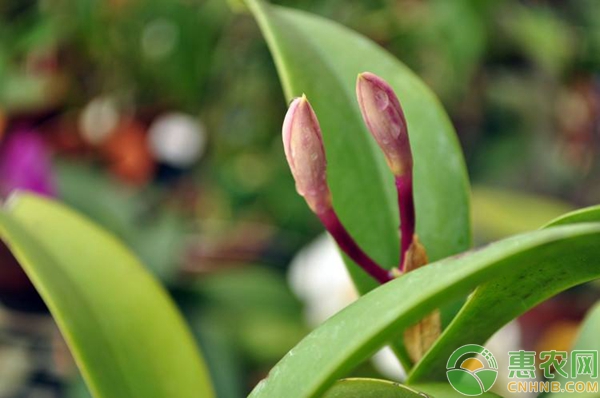 春石斛盆景种植 春石斛盆景怎么种植?春石斛盆景规模化种植技术-图片版权归惠农网所有