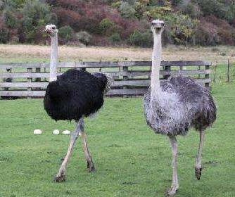 鸵鸟养殖能致富幼雏管理是关键-图片版权归惠农网所有