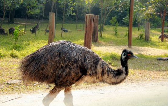 鸵鸟养殖能致富幼雏管理是关键-图片版权归惠农网所有