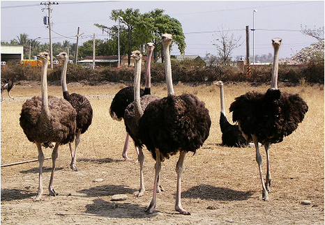 鸵鸟的养殖技术浅析-图片版权归惠农网所有