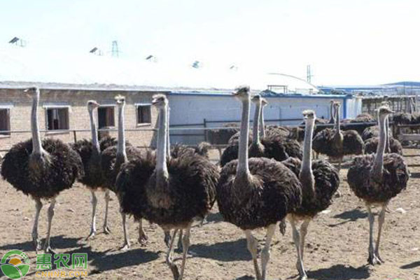 鸵鸟怎么养殖？吃什么？-图片版权归惠农网所有