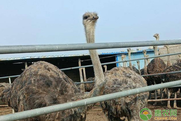 鸵鸟怎么养殖？吃什么？-图片版权归惠农网所有