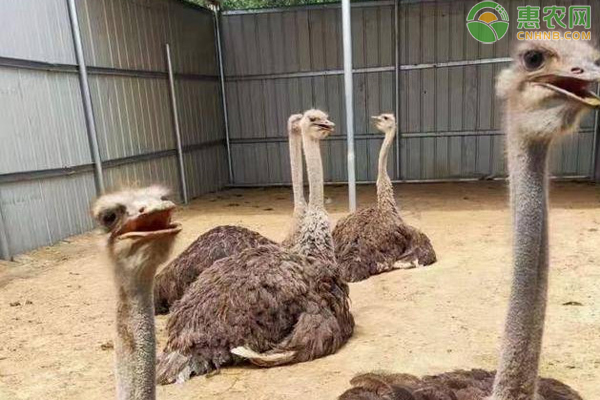 鸵鸟怎么养殖？吃什么？-图片版权归惠农网所有