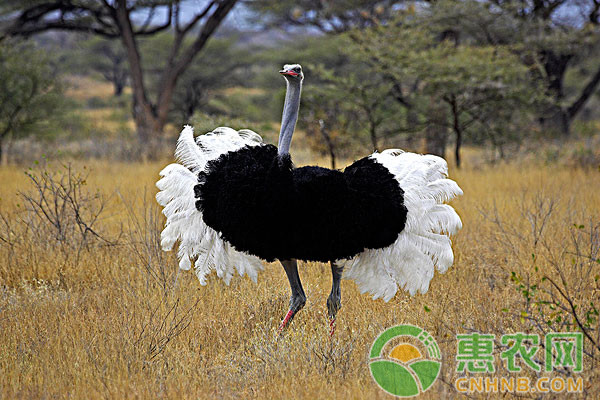 鸵鸟怎么养殖？鸵鸟养殖技术要点分享-图片版权归惠农网所有