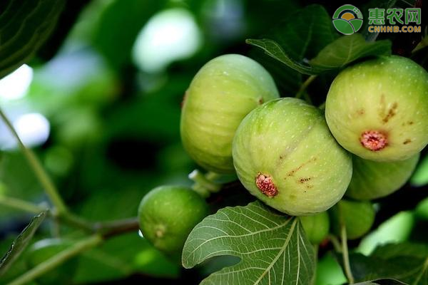 无花果盆栽种植技术-图片版权归惠农网所有