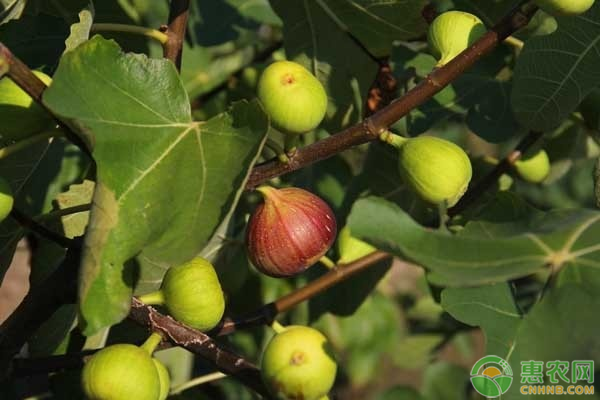 无花果盆栽种植技术-图片版权归惠农网所有