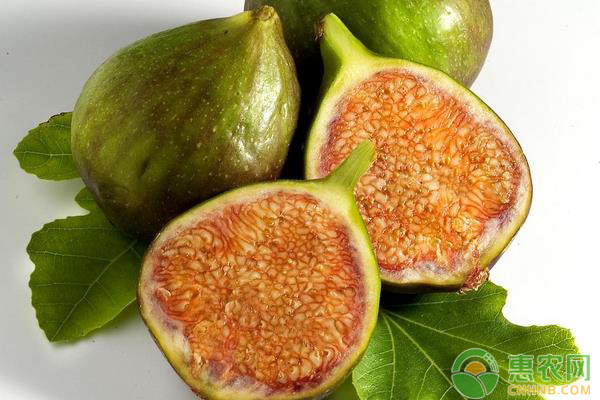 无花果根腐病的为害症状以及防治方法详解-图片版权归惠农网所有