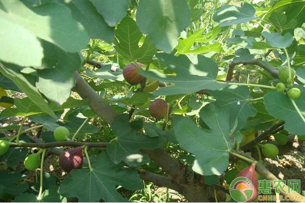 无花果根腐病的为害症状以及防治方法详解-图片版权归惠农网所有