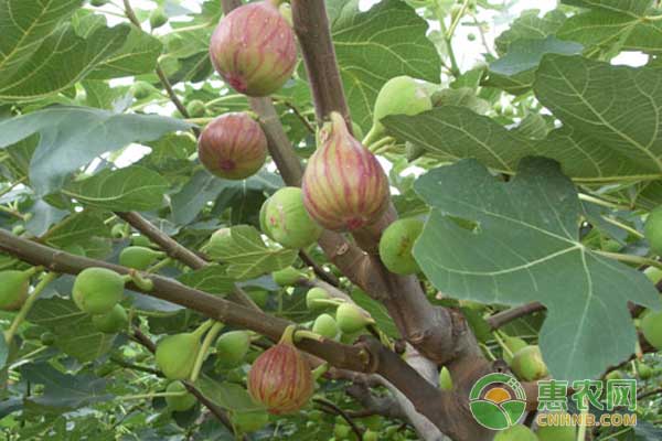 无花果扦插后需做好哪些管理要点？-图片版权归惠农网所有