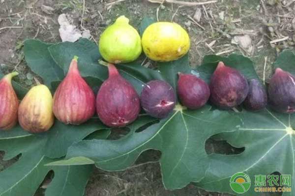 无花果扦插后需做好哪些管理要点？-图片版权归惠农网所有