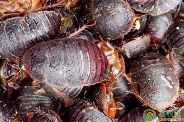 土鳖虫怎么养殖？-图片版权归惠农网所有