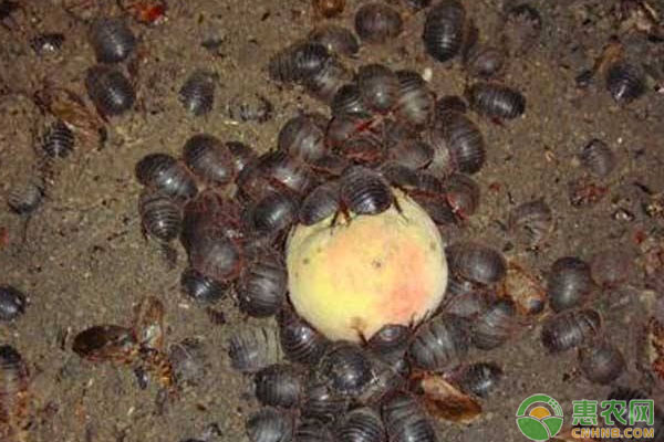 土鳖虫怎么养殖？-图片版权归惠农网所有