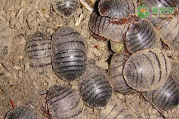 土鳖吃什么？养殖方法有哪些？-图片版权归惠农网所有