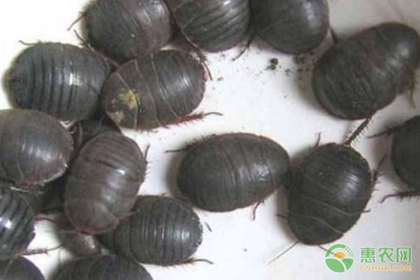 土鳖吃什么？养殖方法有哪些？-图片版权归惠农网所有