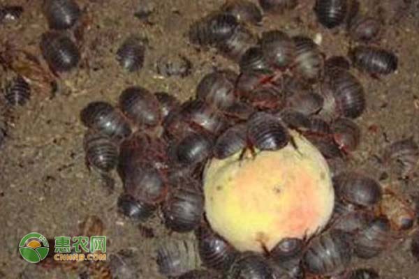 土鳖吃什么？养殖方法有哪些？-图片版权归惠农网所有