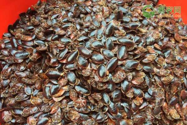 土鳖虫养殖技术-图片版权归惠农网所有