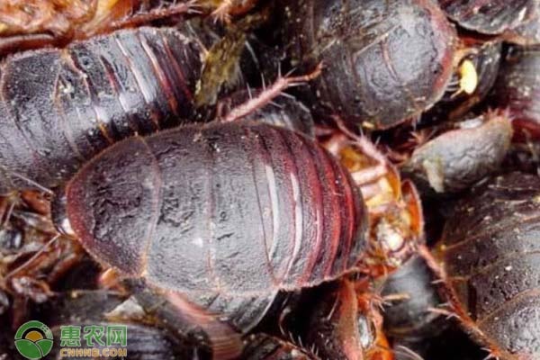 土鳖虫养殖技术-图片版权归惠农网所有