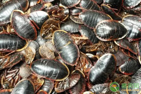 土鳖的养殖技术及注意事项-图片版权归惠农网所有