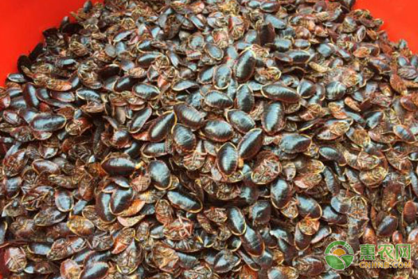 土鳖的养殖技术及注意事项-图片版权归惠农网所有