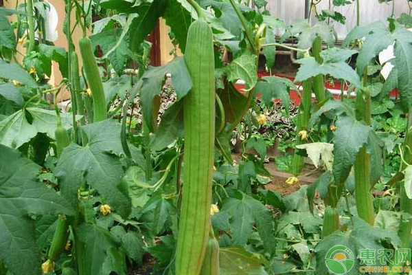 丝瓜种植小课堂：丝瓜四季种植时间和品种-图片版权归惠农网所有